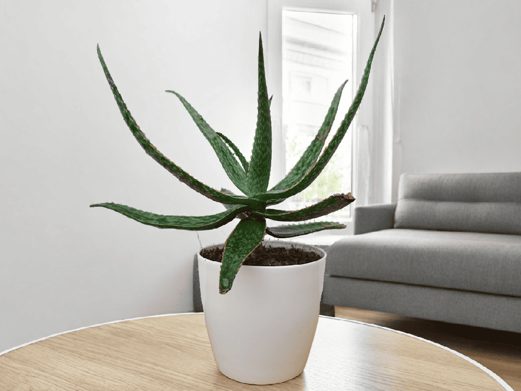 Aloe Vera