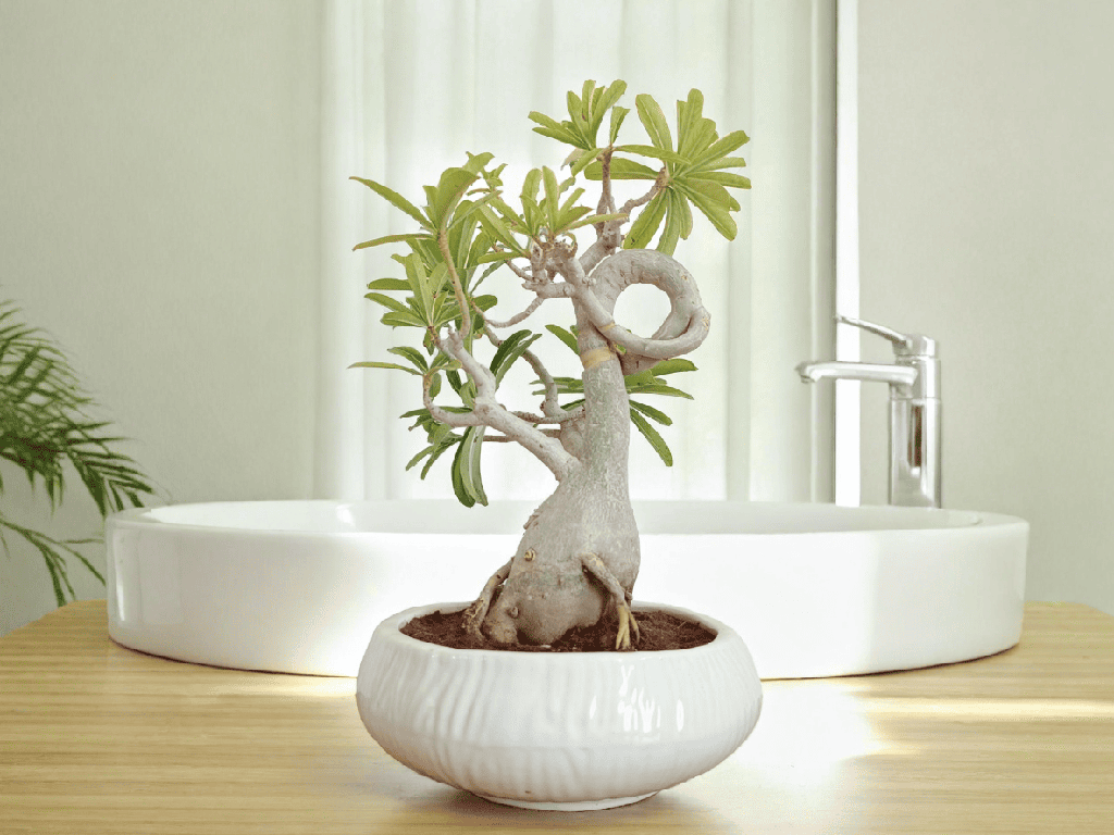 Adenium Bonsai