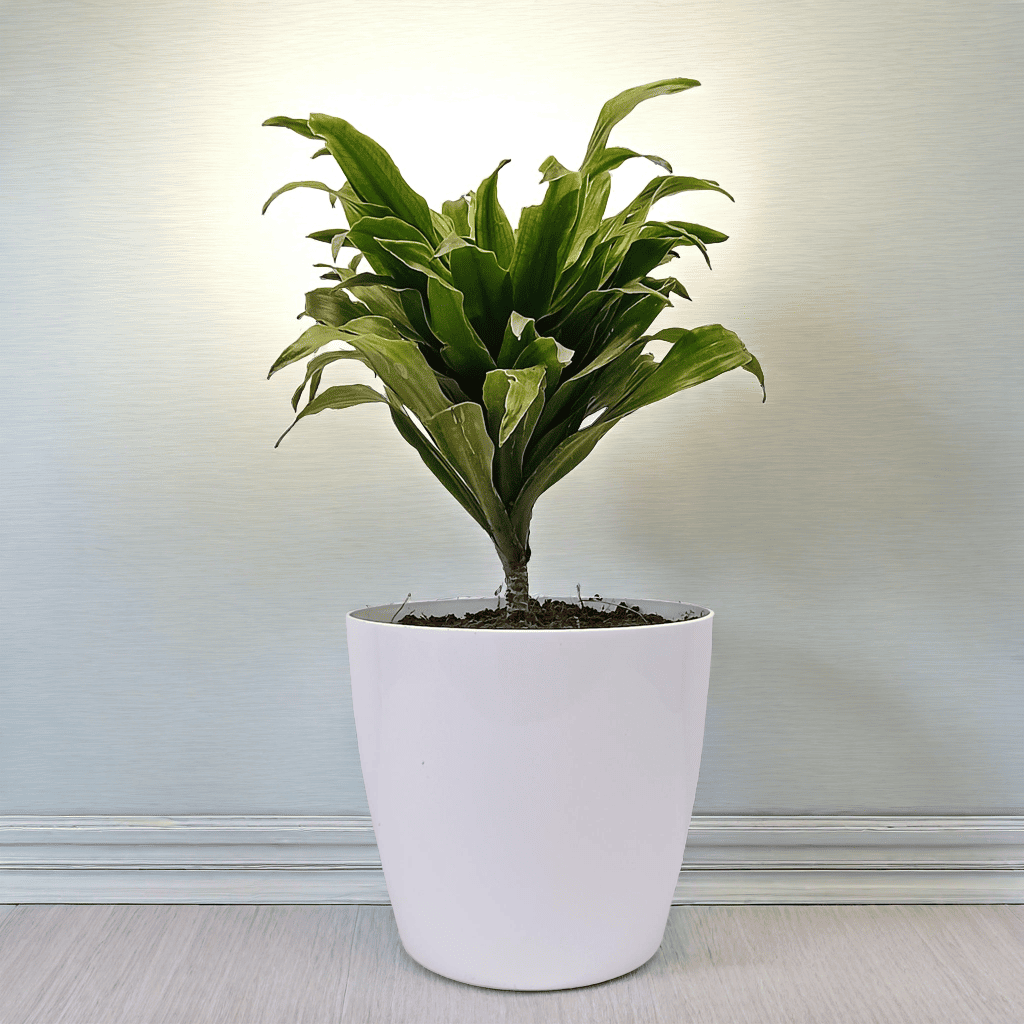 Dracaena (Janet Craig)