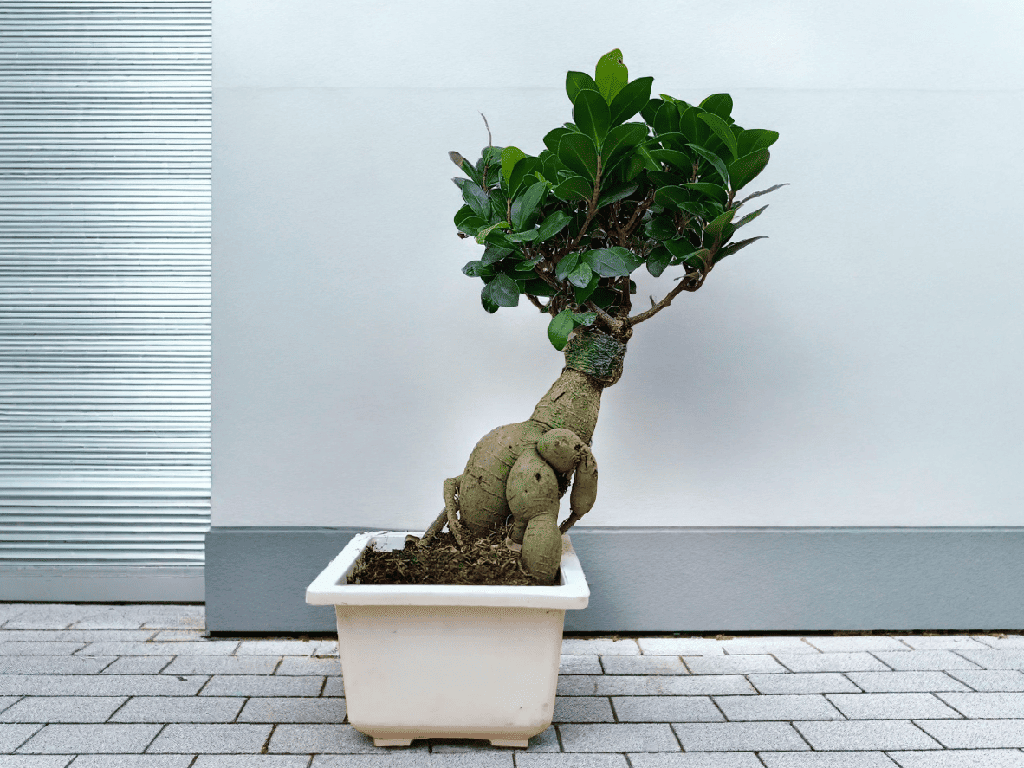 Ficus Bonsai