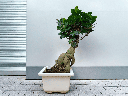 Ficus Bonsai