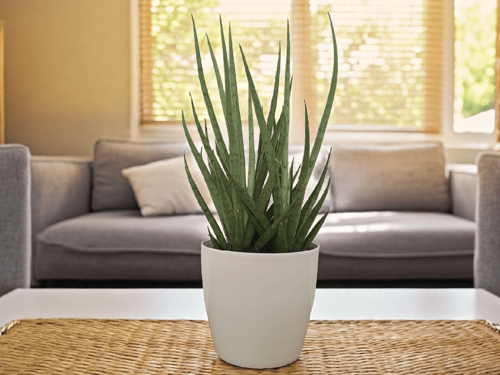 Snake plant