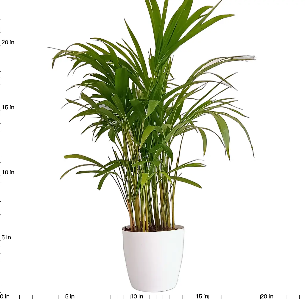 Areca Palm