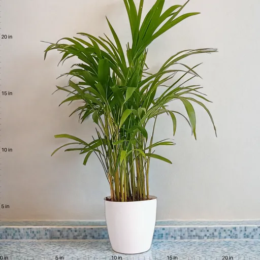 Areca Palm