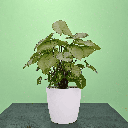 Syngonium(little pixie)