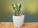 Jade plant