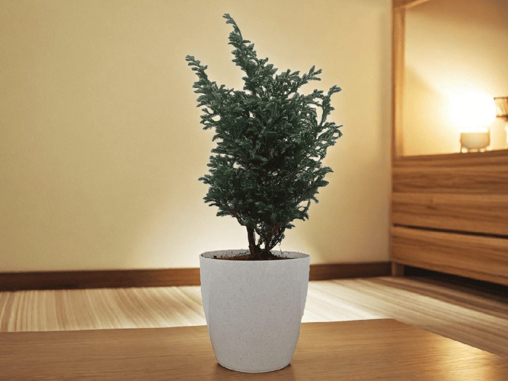 Himalayan Blue Pine