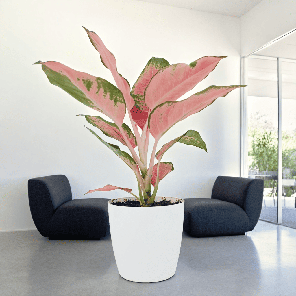 Aglaonema