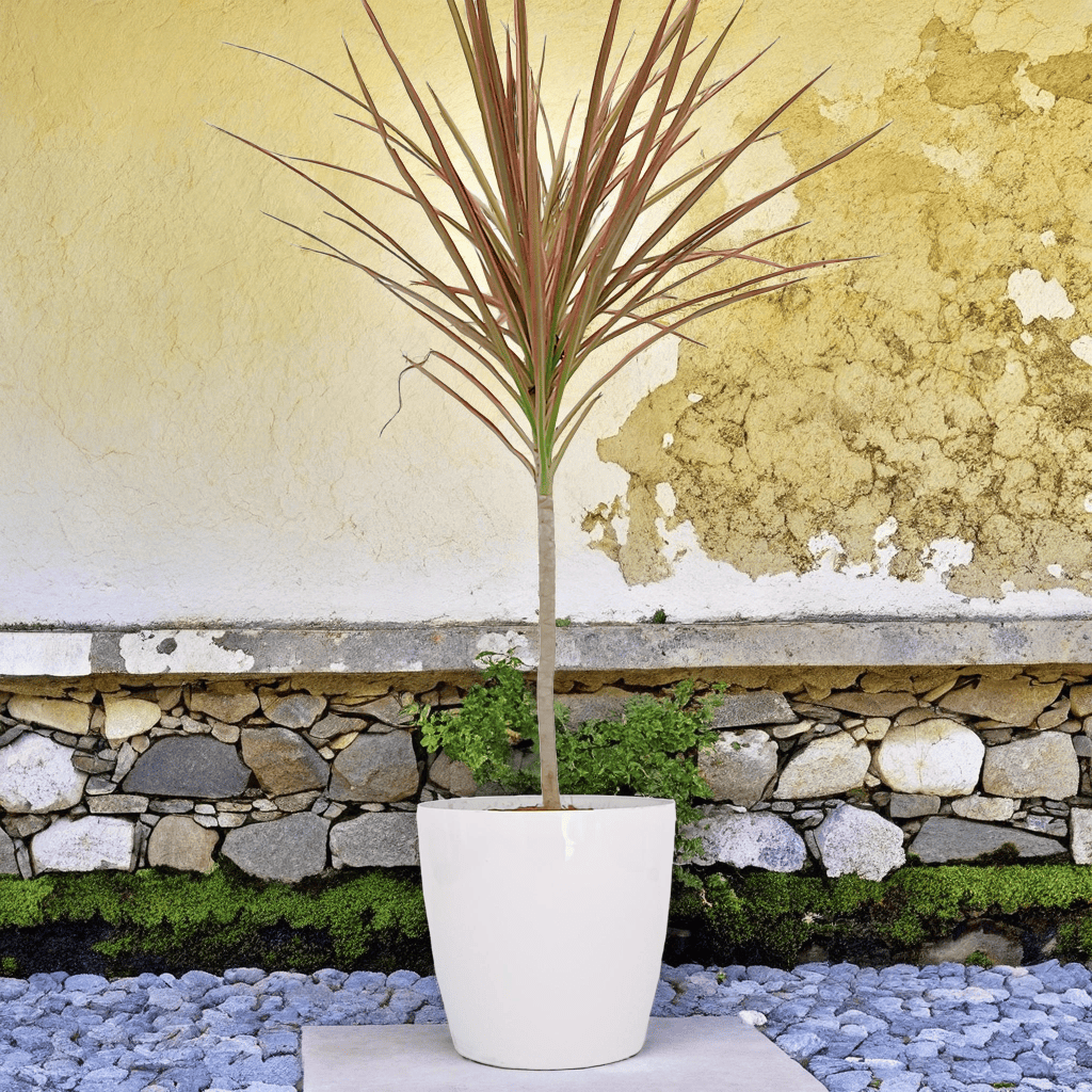 Dracaena tricolour