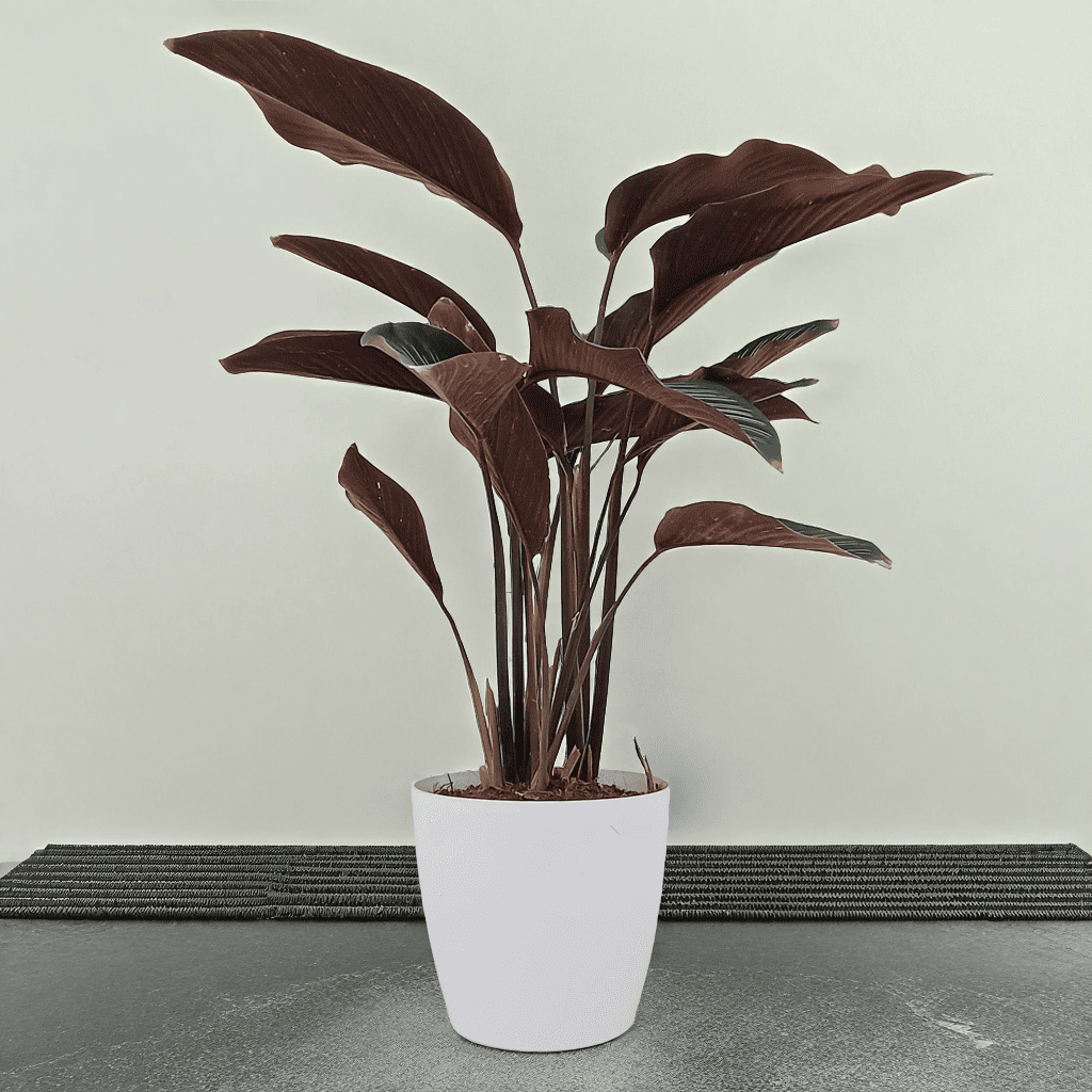 Stripe calathea