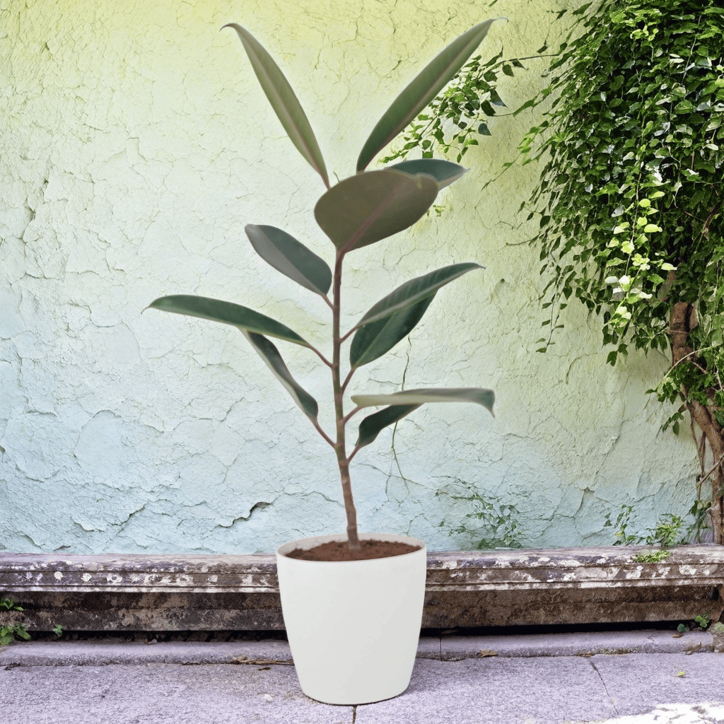 Rubber plant