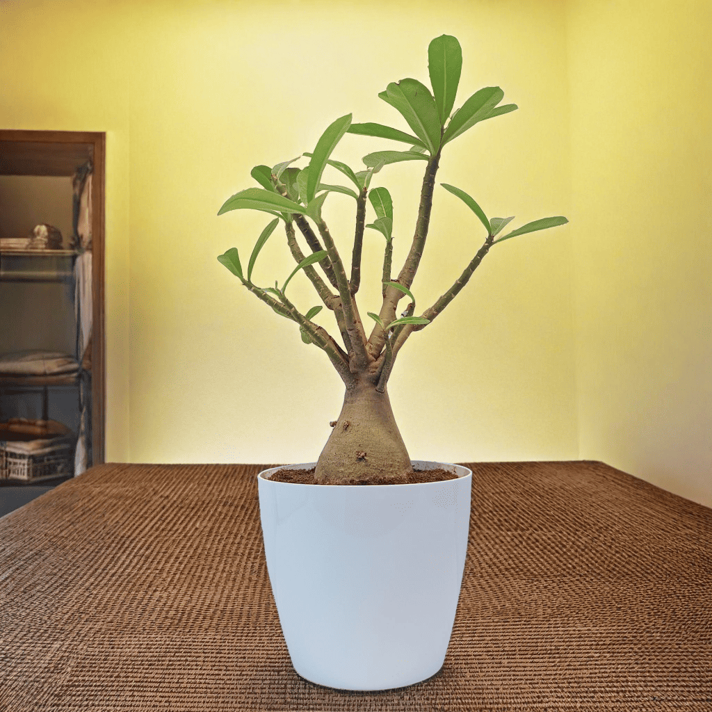 Adenium 