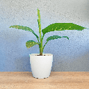 Dieffenbachia Plant