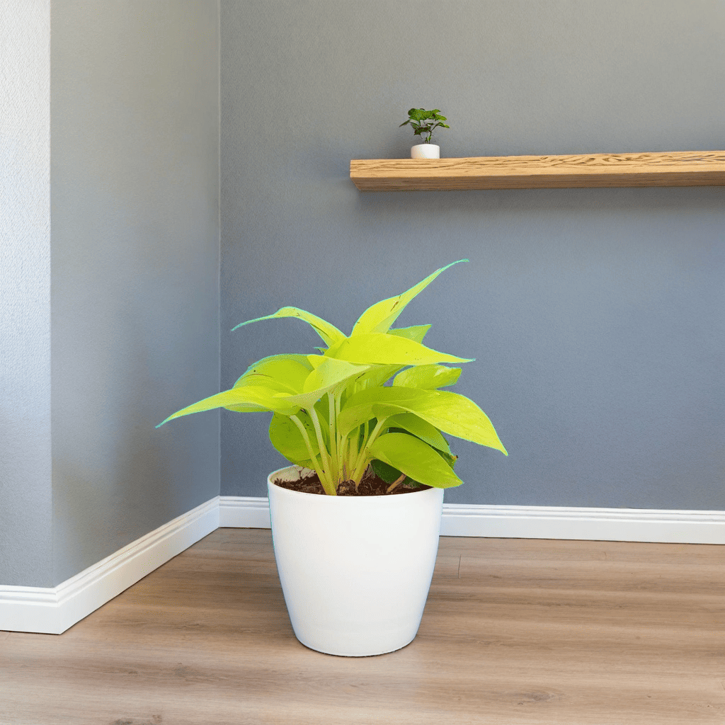 Money Plant