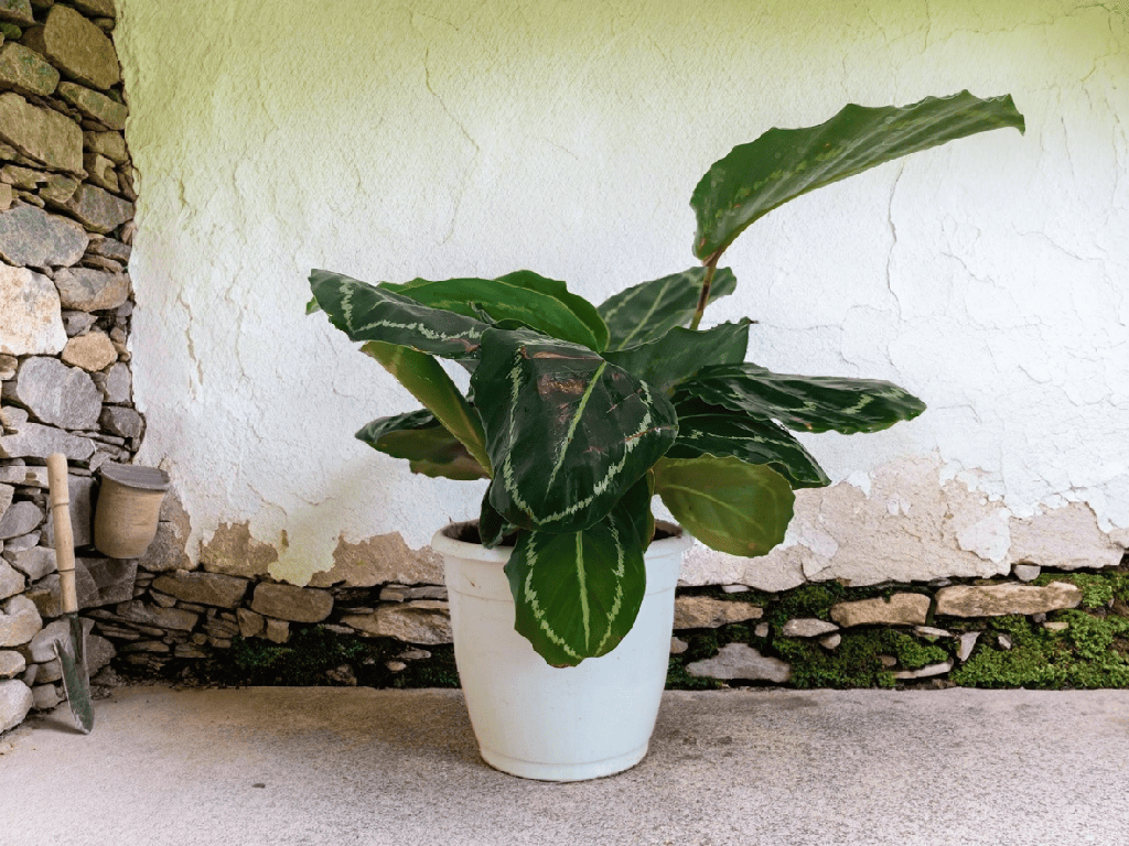 Calathea