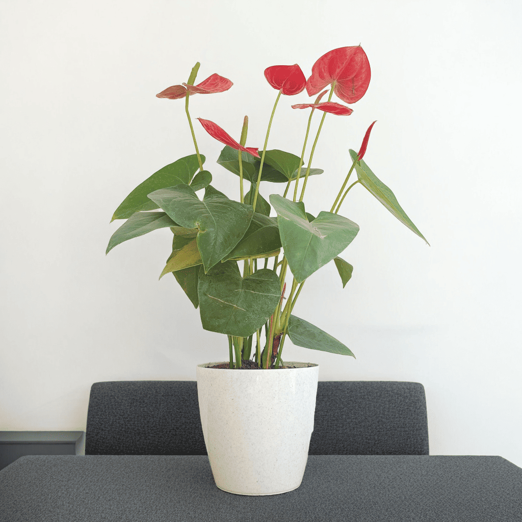 Anthurium Plant