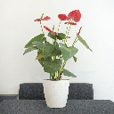 Anthurium Plant