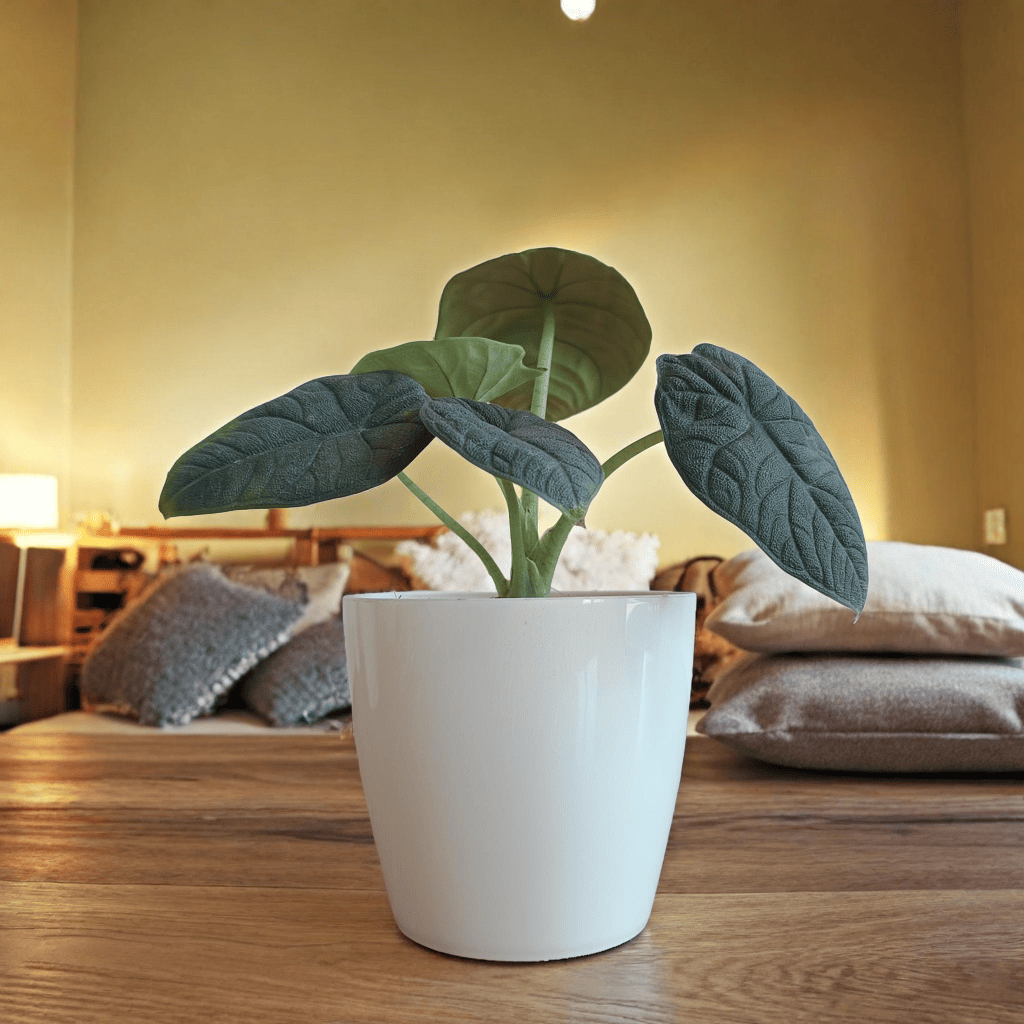 Alocasia Plant