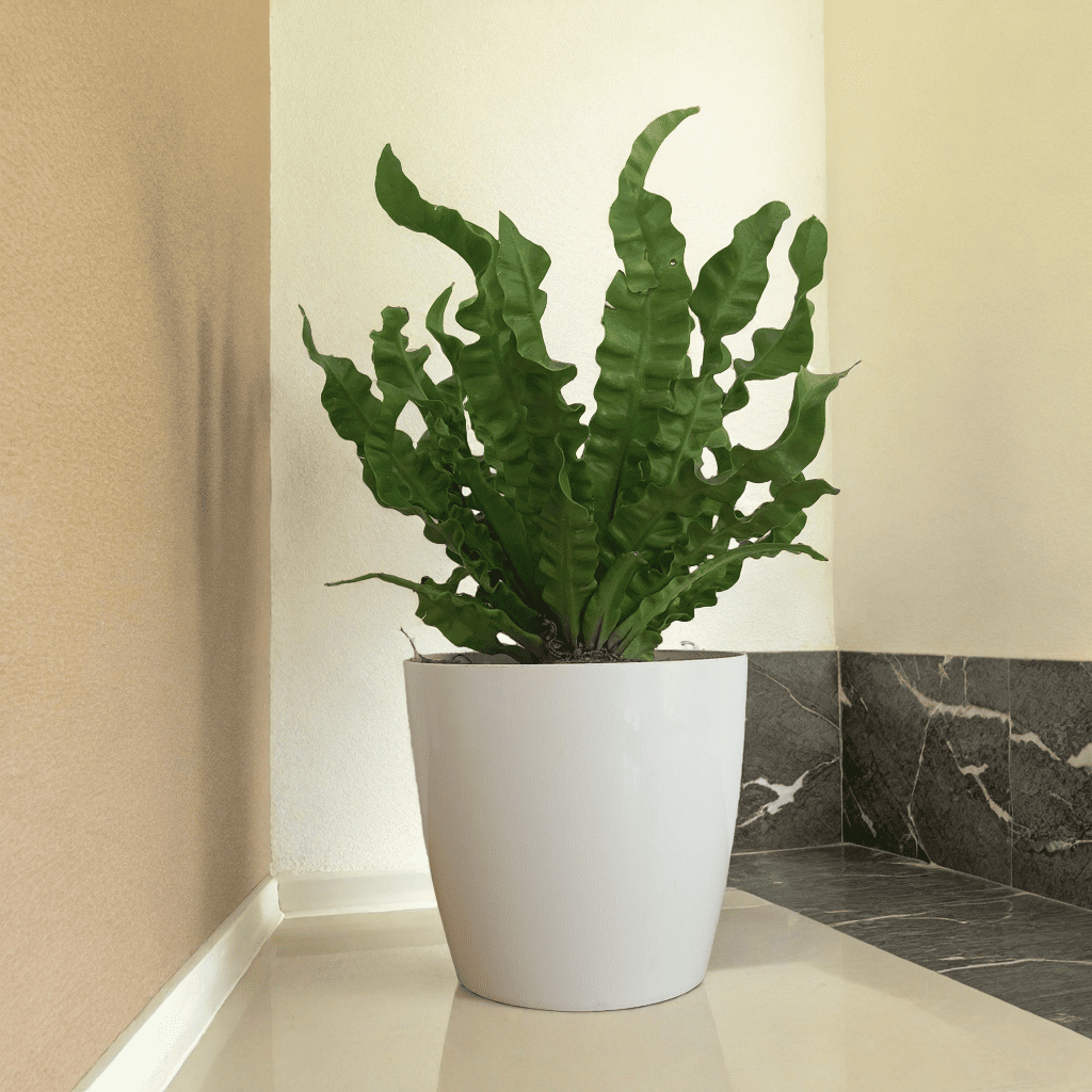 Asplenium Plant