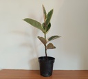 Rubber Plant Variegated