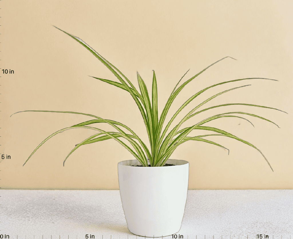 Spider Plant