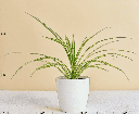 Spider Plant