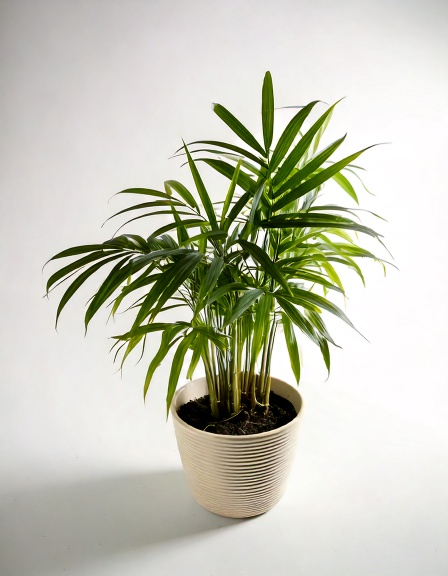 Bamboo Palm