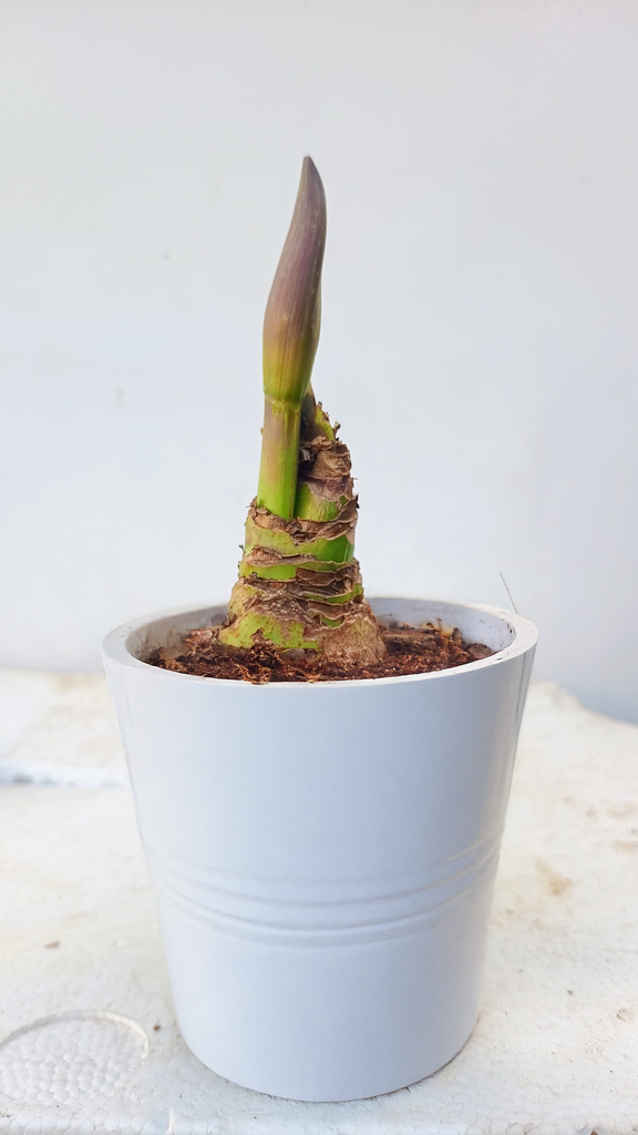 Amaryllis Bulb Apple Blossom