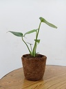 Coir Pot