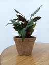 Coir Pot