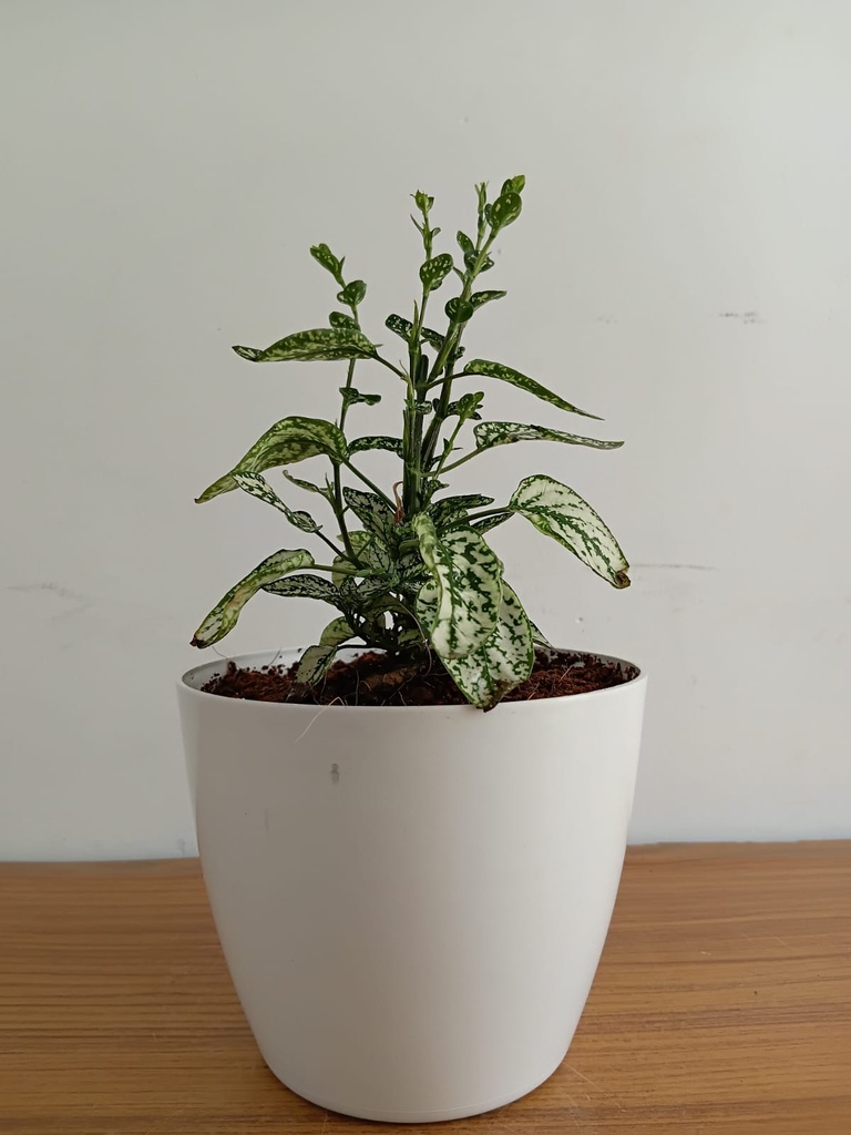 Polka Pot Plant (Hypoestes)