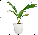 China Palm