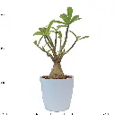 Adenium Obesum (Desert Rose)