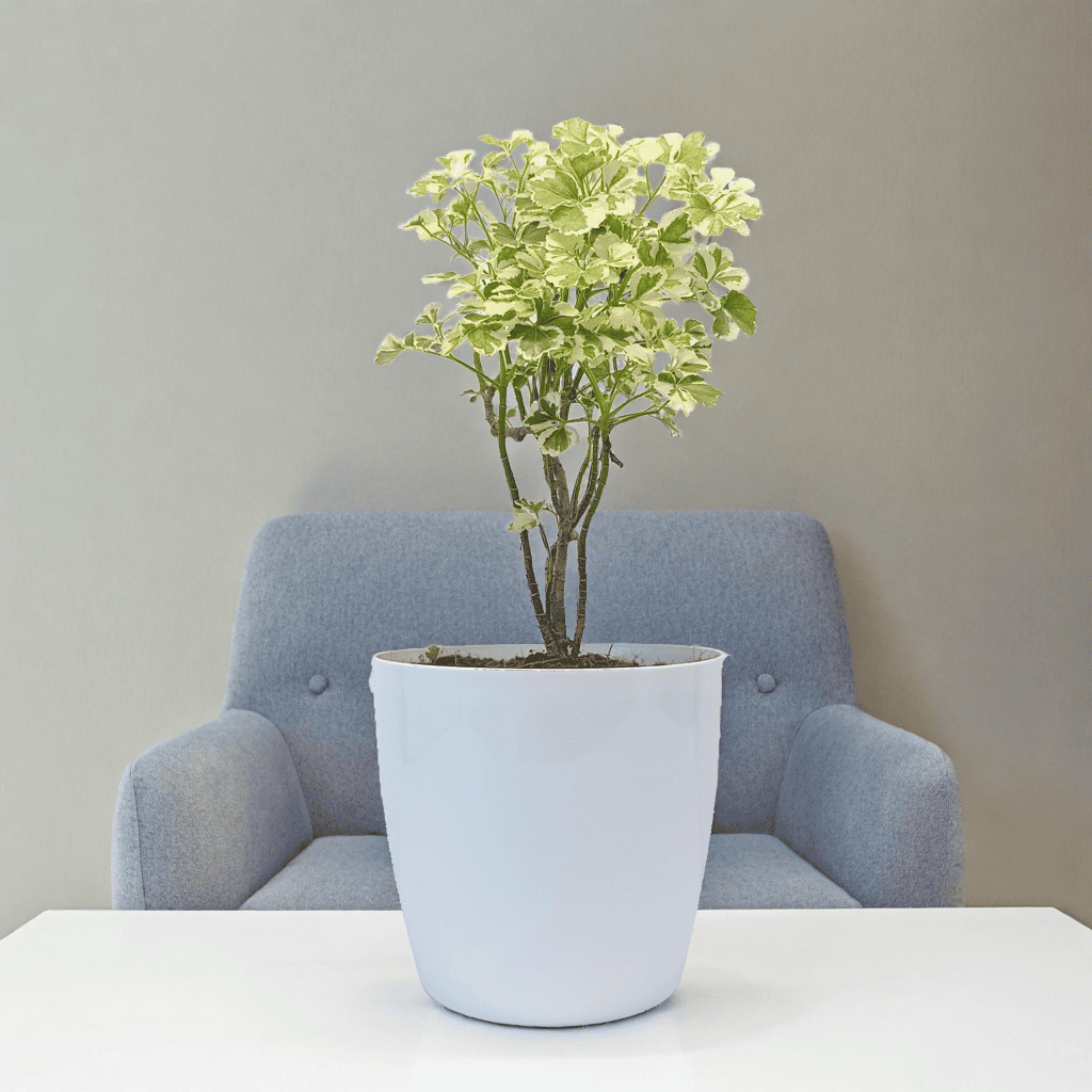 Aralia 