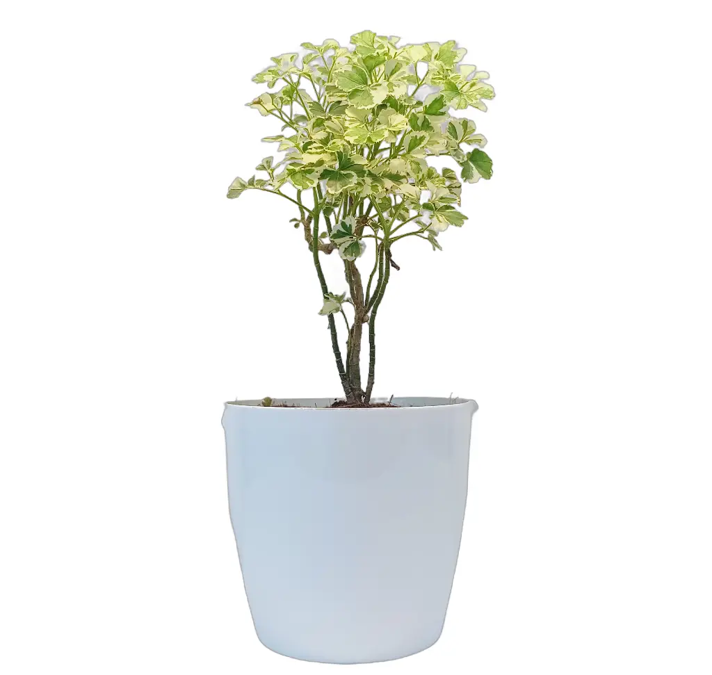 Aralia 