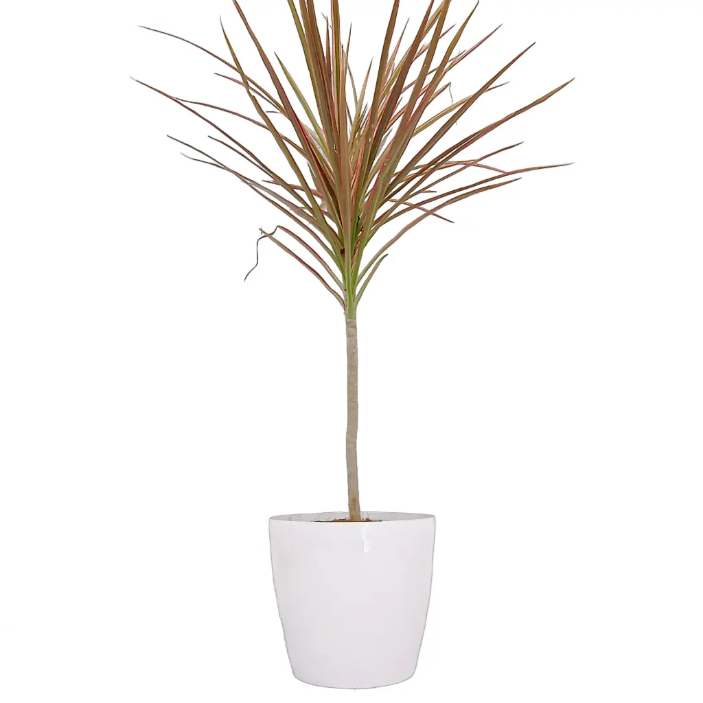 Dracaena tricolour