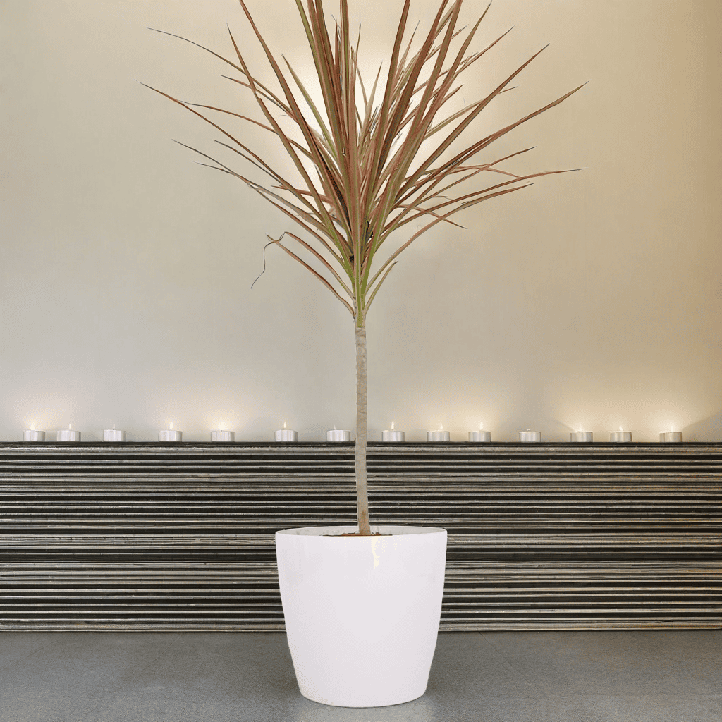 Dracaena tricolour