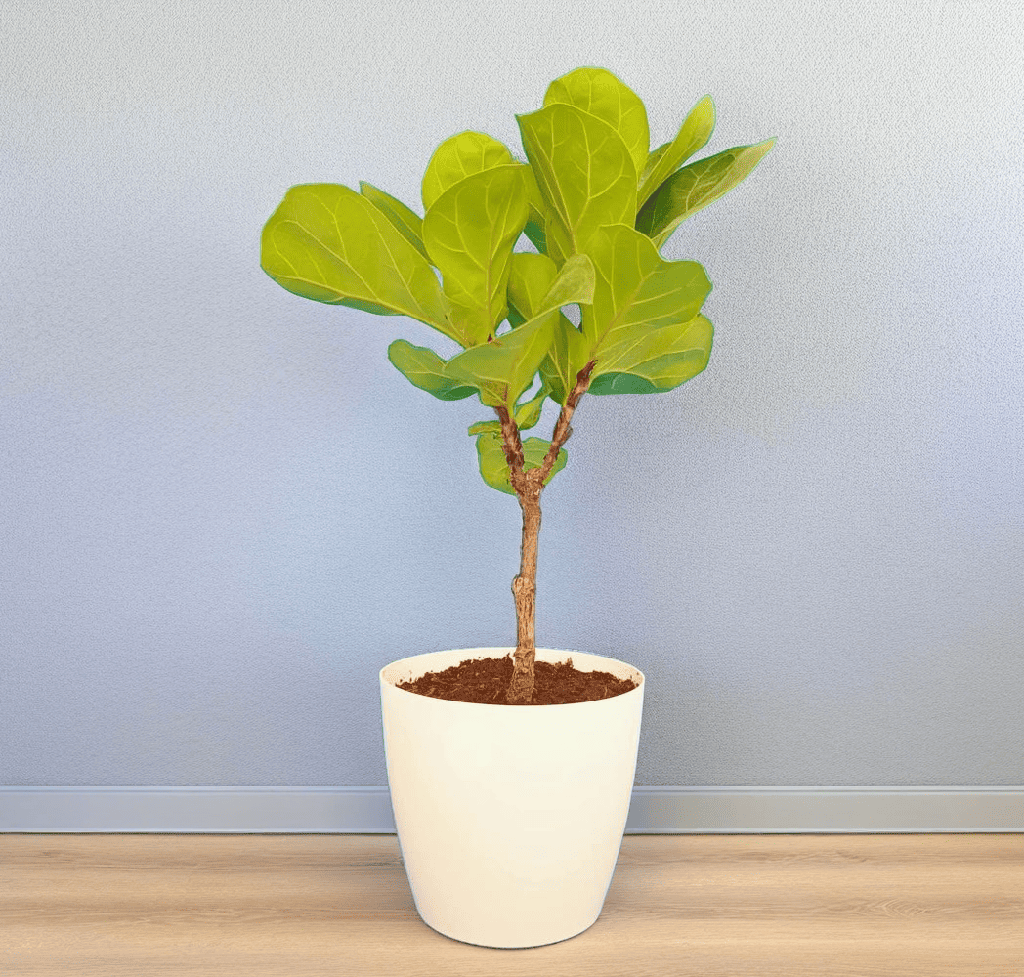 Fiddle Leaf Fig