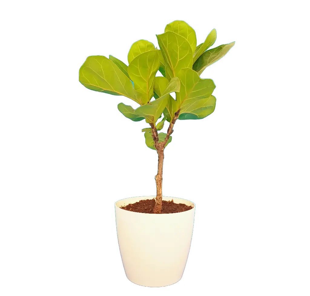 Fiddle Leaf Fig