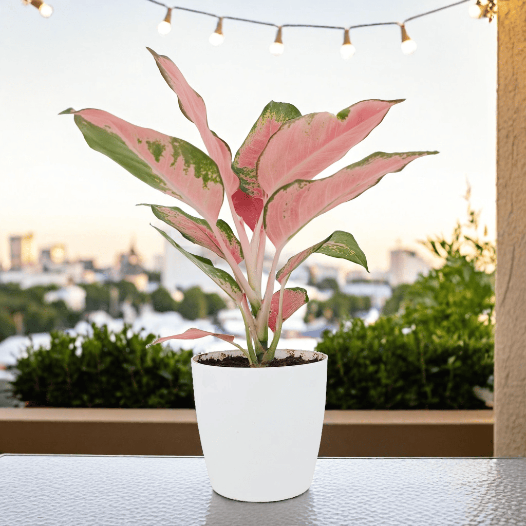 Aglaonema