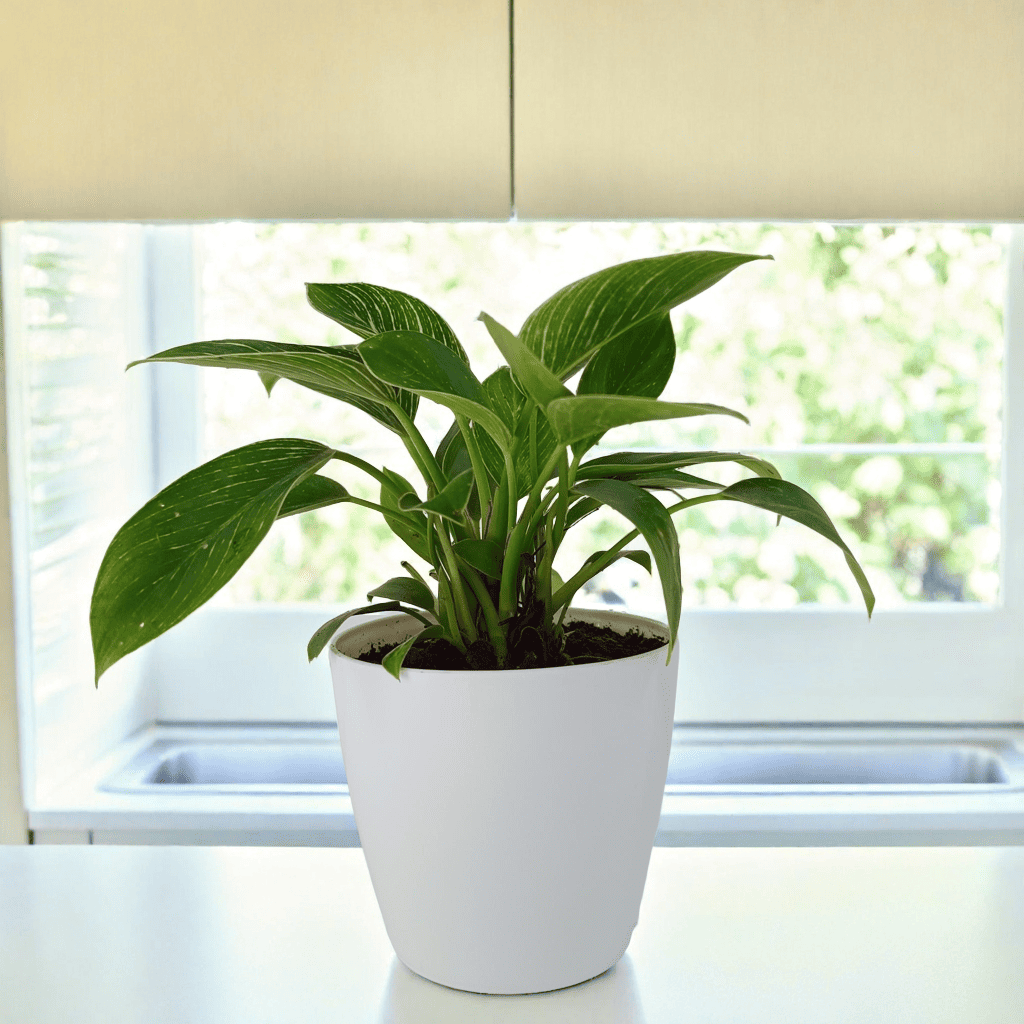 Philodendron