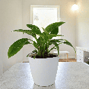 Philodendron