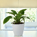 Philodendron