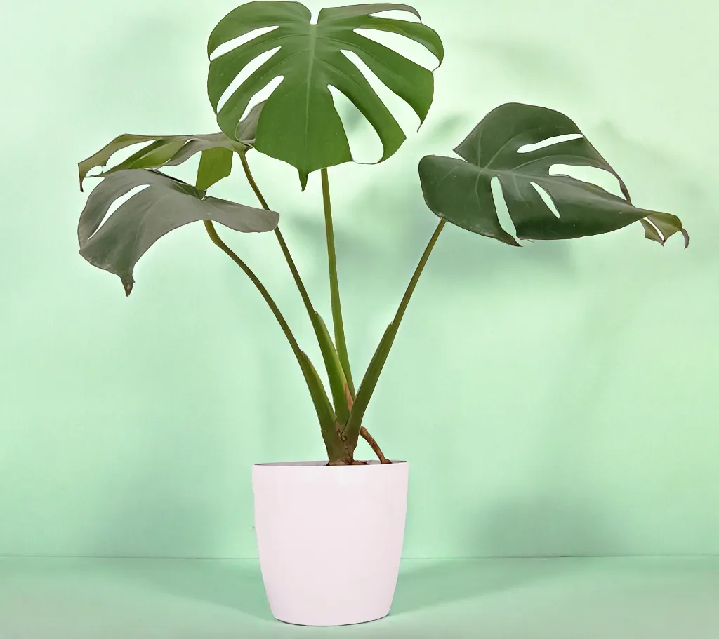 Monstera