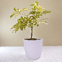 Schefflera plant