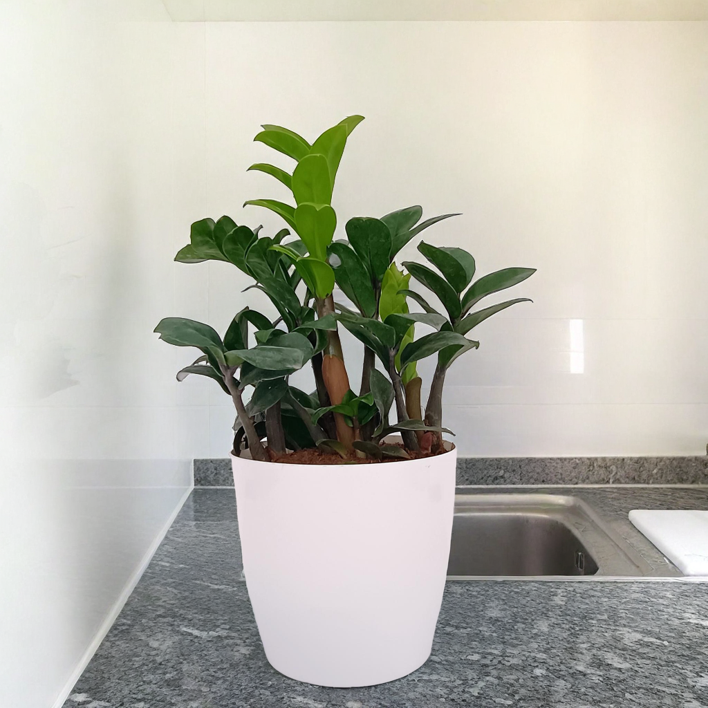 ZZ Plant Green