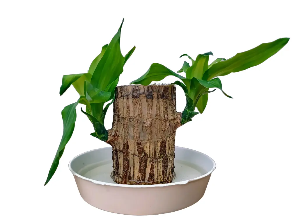 Brazilian Wood Plant