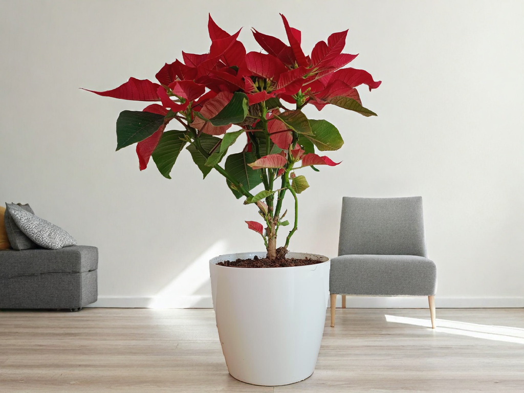 Poinsettia Plant