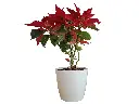 Poinsettia Plant