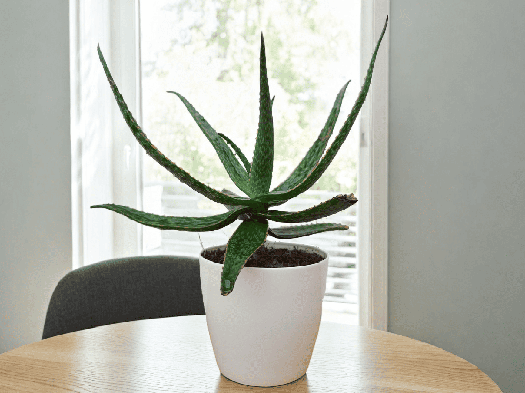 Aloe Vera